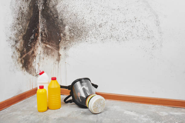 Best Office Mold Removal Services  in Broadlands, VA