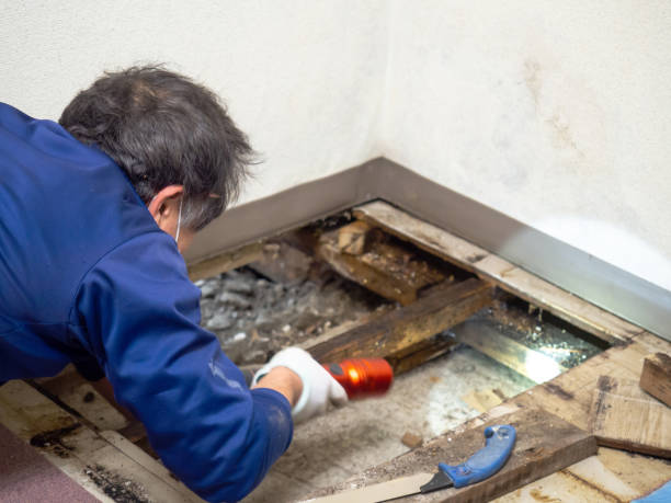 Best Affordable Mold Removal  in Broadlands, VA