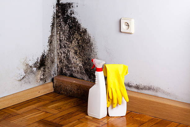 Best Mold Remediation  in Broadlands, VA